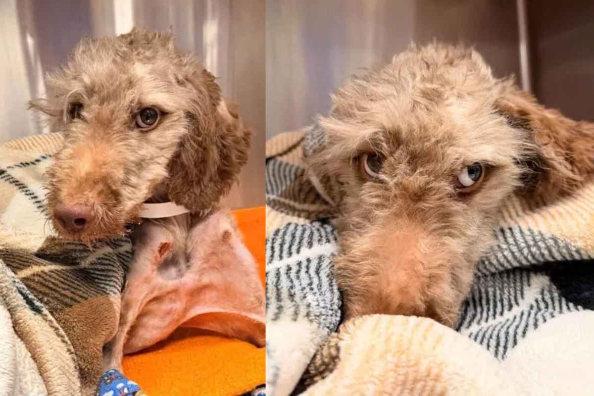 Il cane Oliver dopo l'intervento