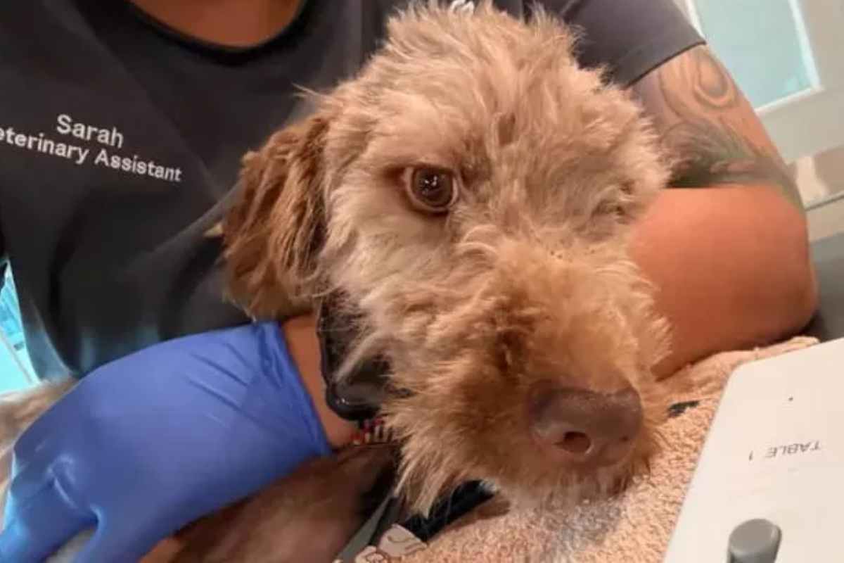 Il cane Oliver
