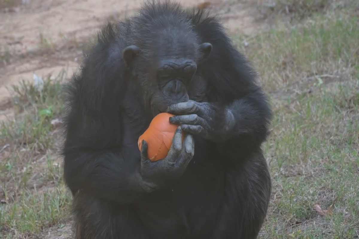 pierre lo scimpanzé simbolo di chimp haven