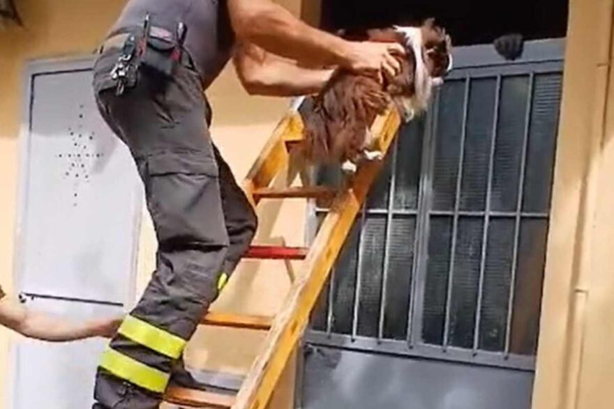 Il salvataggio del cagnolino Ciccio