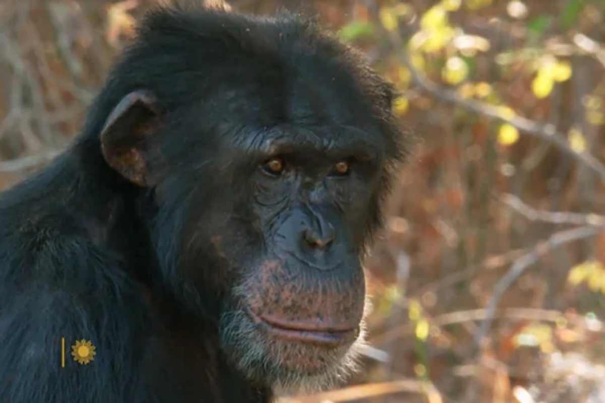 scimpanzé a chimp haven