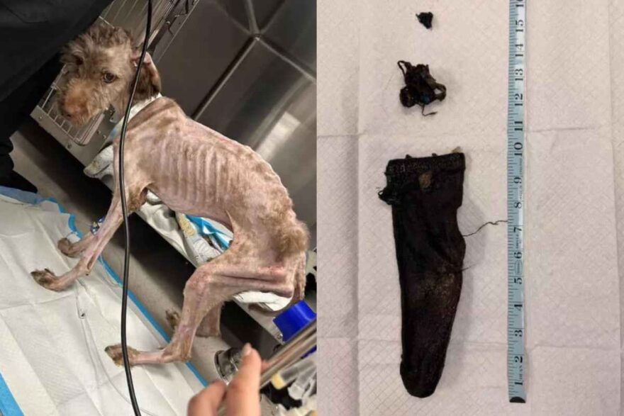 Quello che i veterinari trovano nello stomaco del cane Oliver