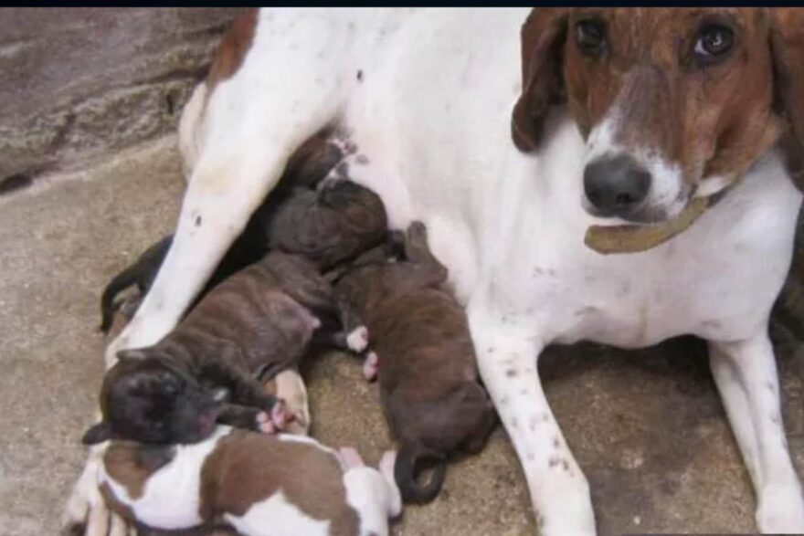 cagnolina salvata con cuccioli