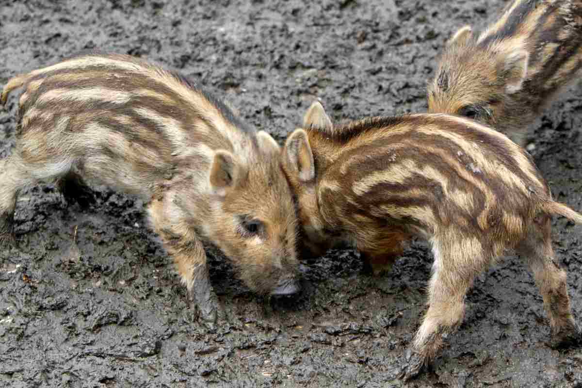 cuccioli di Cinghiale