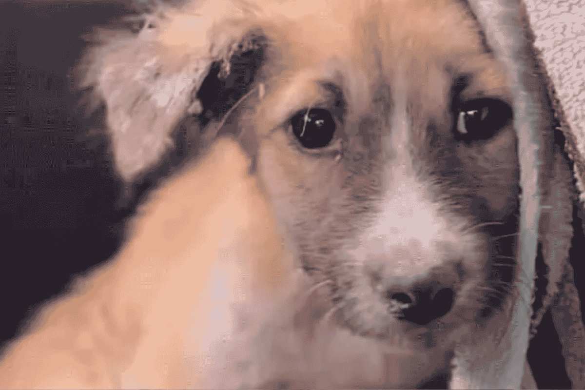 cucciolo ferito