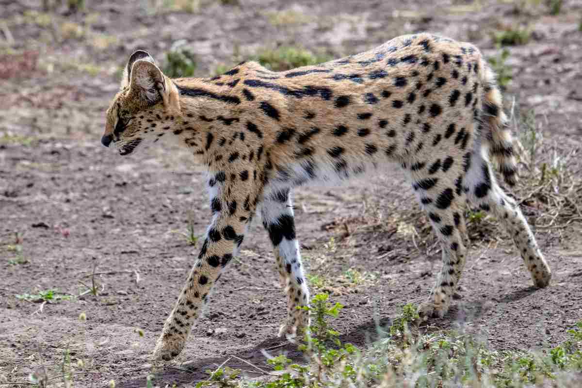 il serval