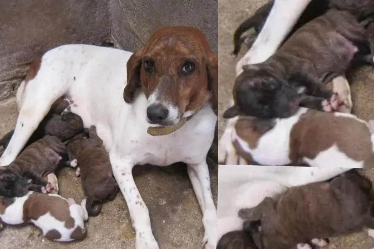 cagnolina salvata con cuccioli
