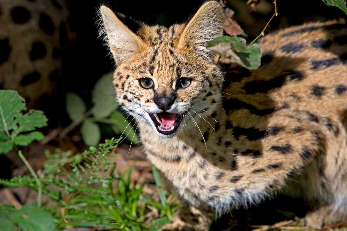 un serval